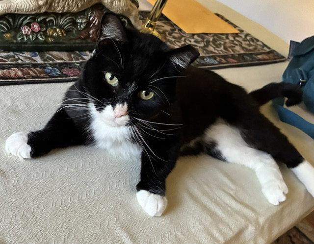 Enlarge Tux, a Adopted Domestic Short Hair in Aurora, CO image 2/2
