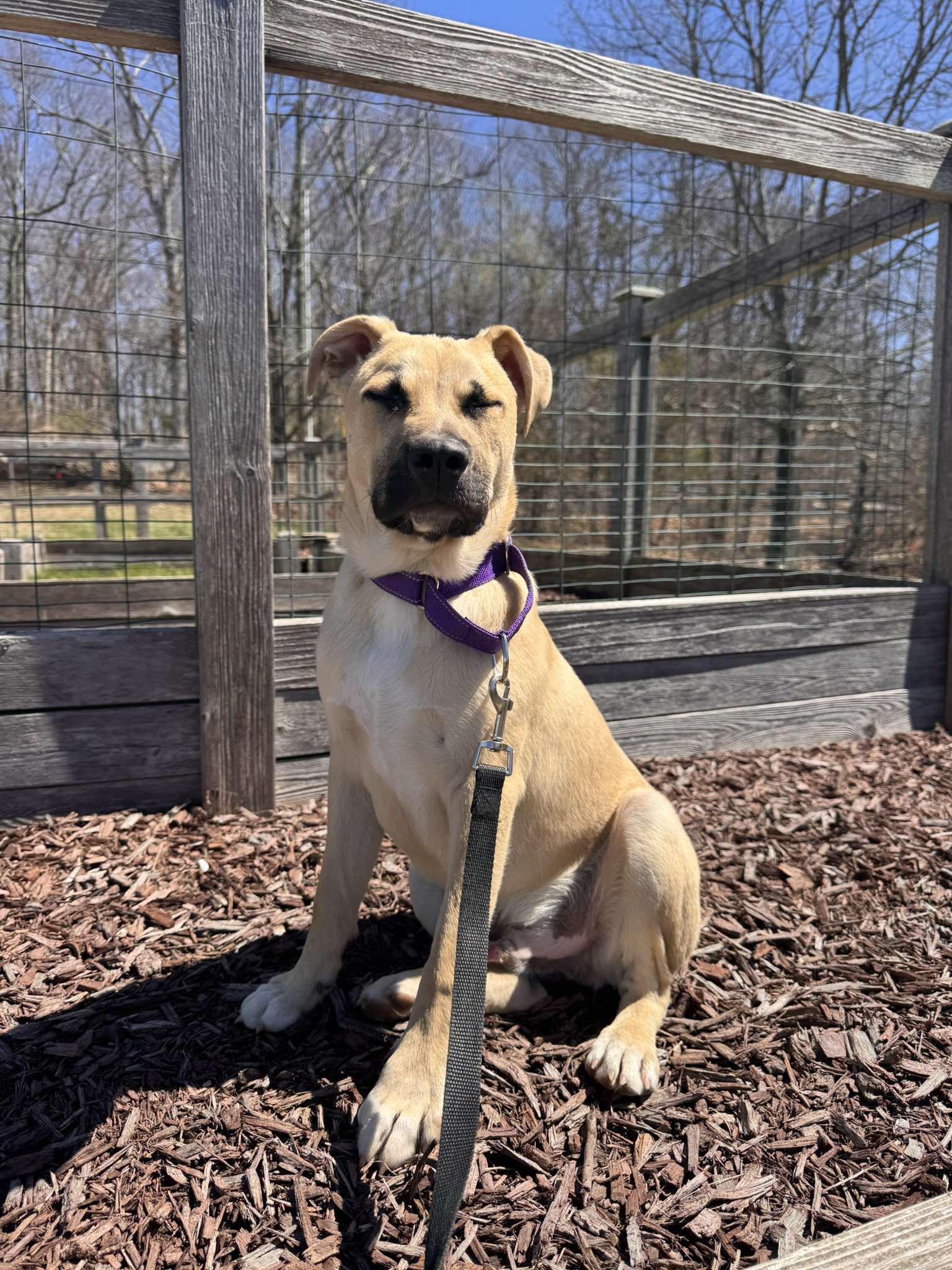 Enlarge WEST, a Adoptable mixed breed in Pomfret Center, CT image 1/3