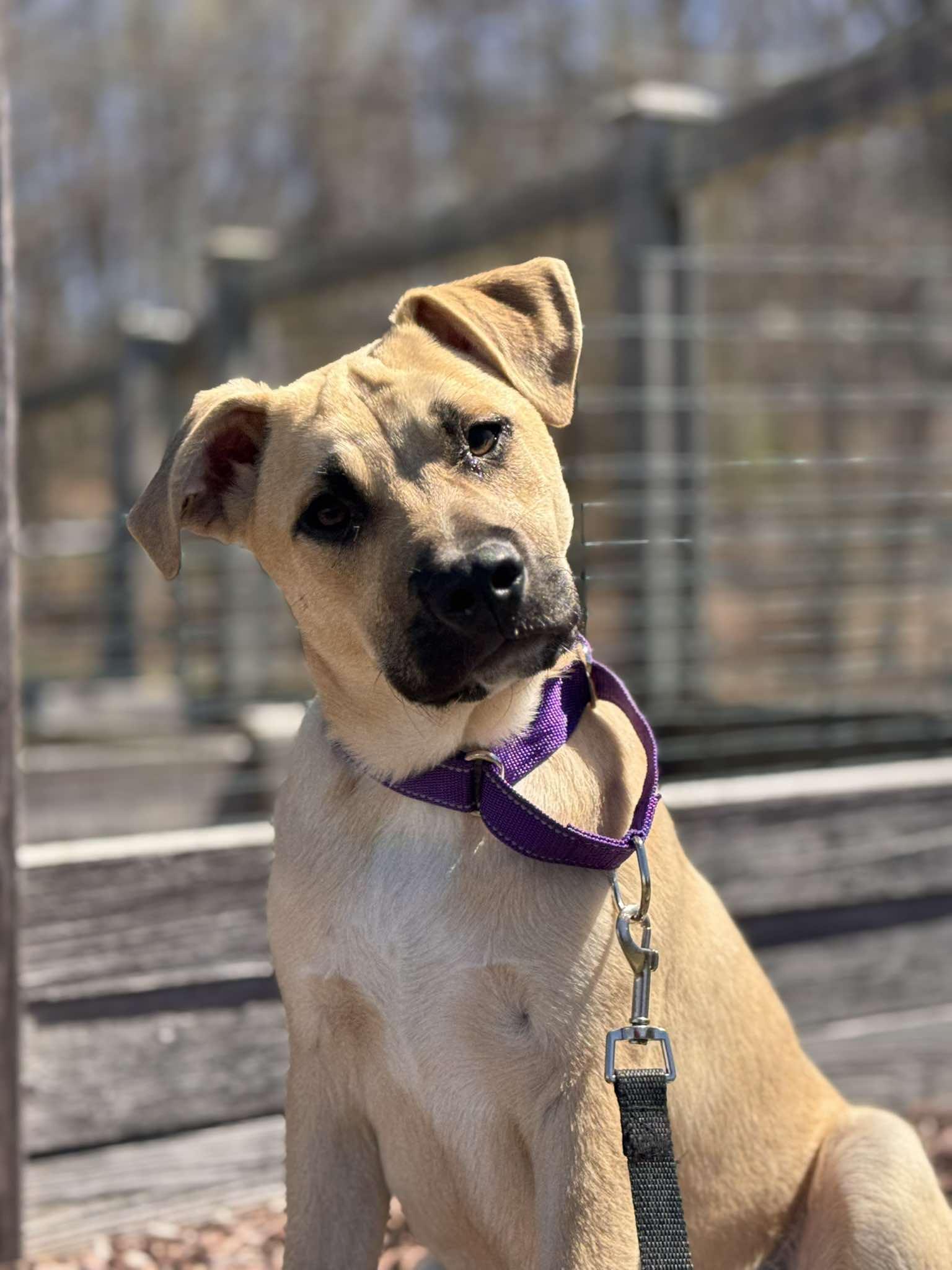 WEST, Adoptable, Young Male Jack Russell Terrier & Feist.