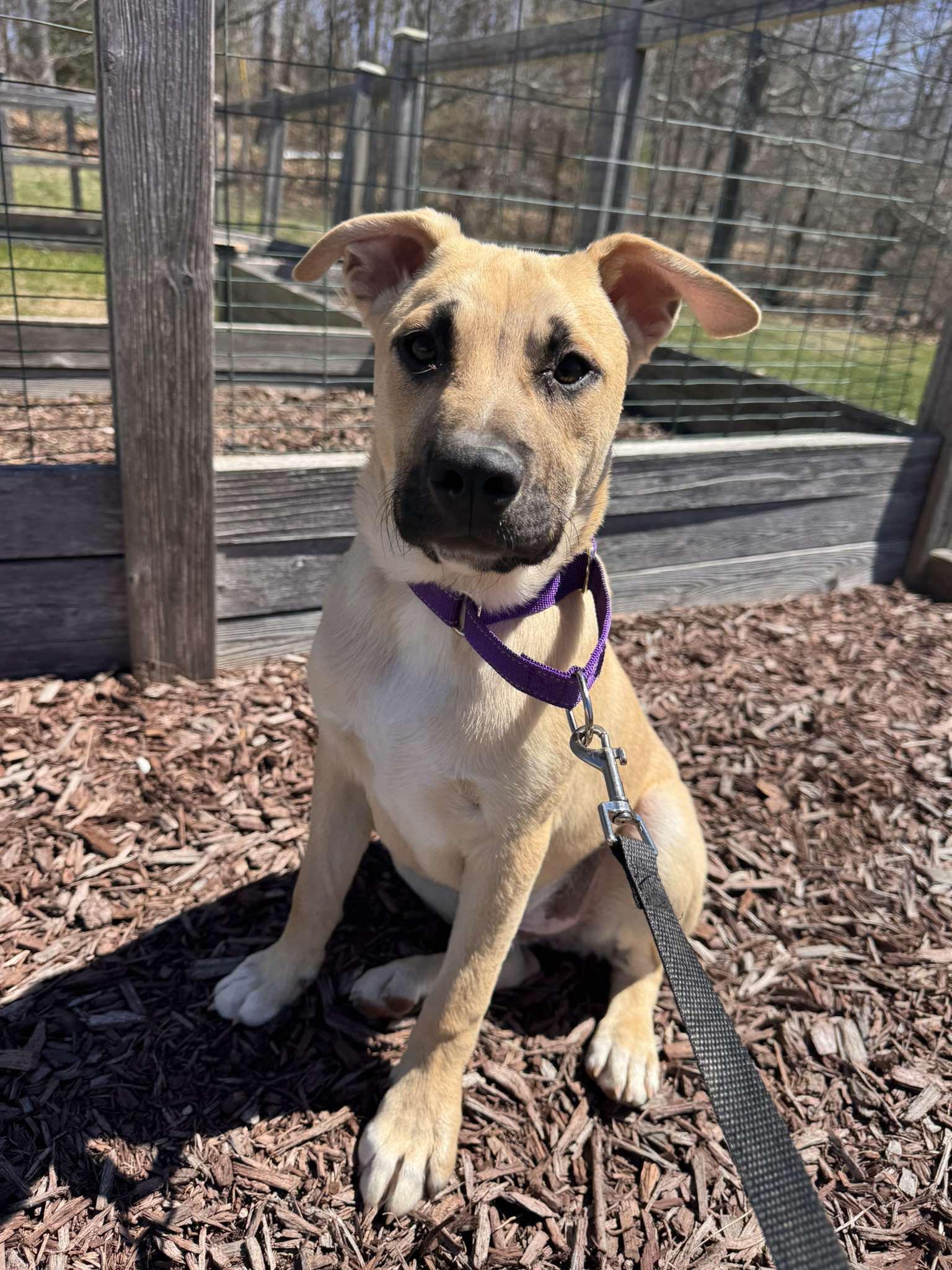 Enlarge WEST, a Adoptable mixed breed in Pomfret Center, CT image 3/3