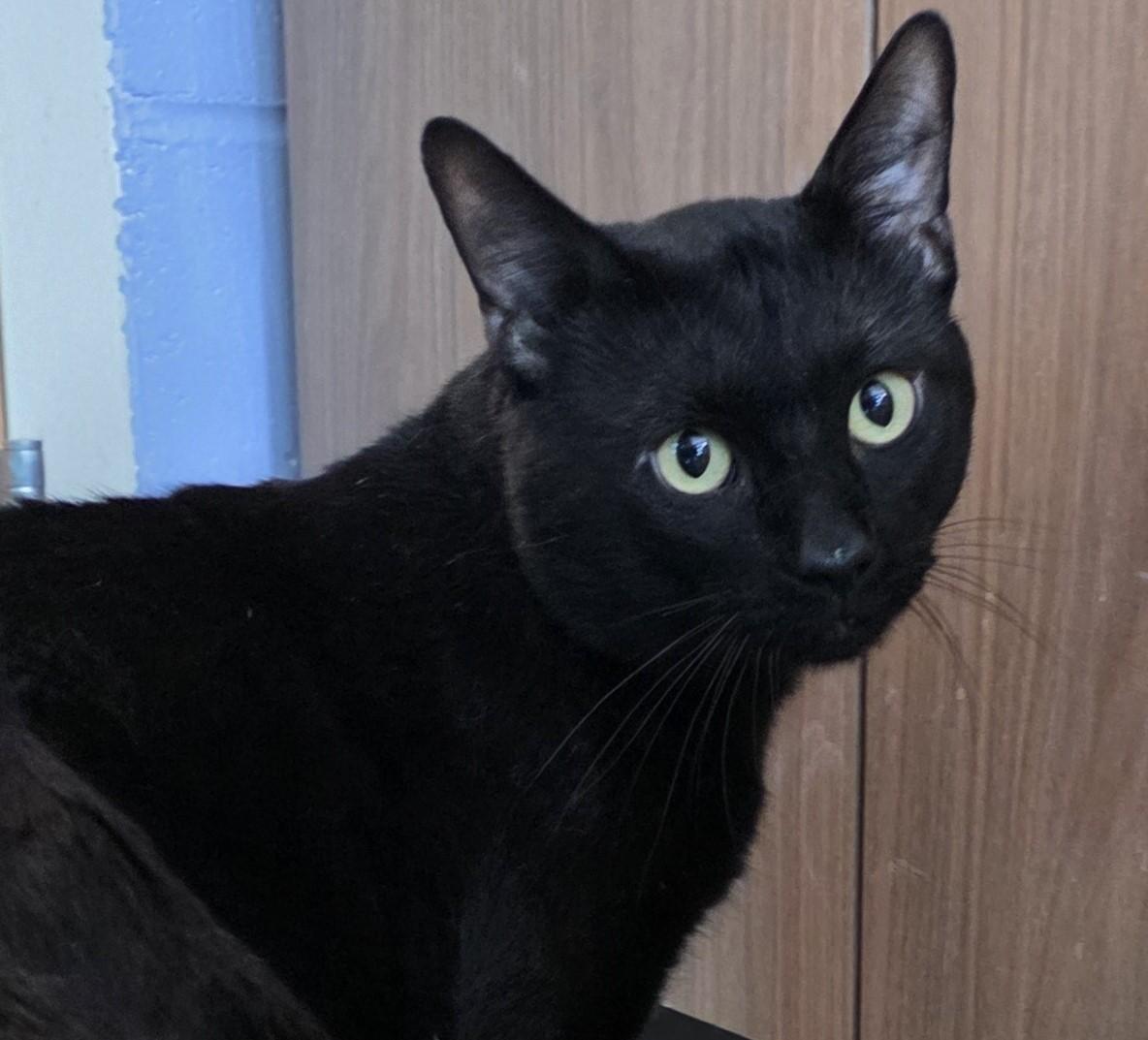 LOKI