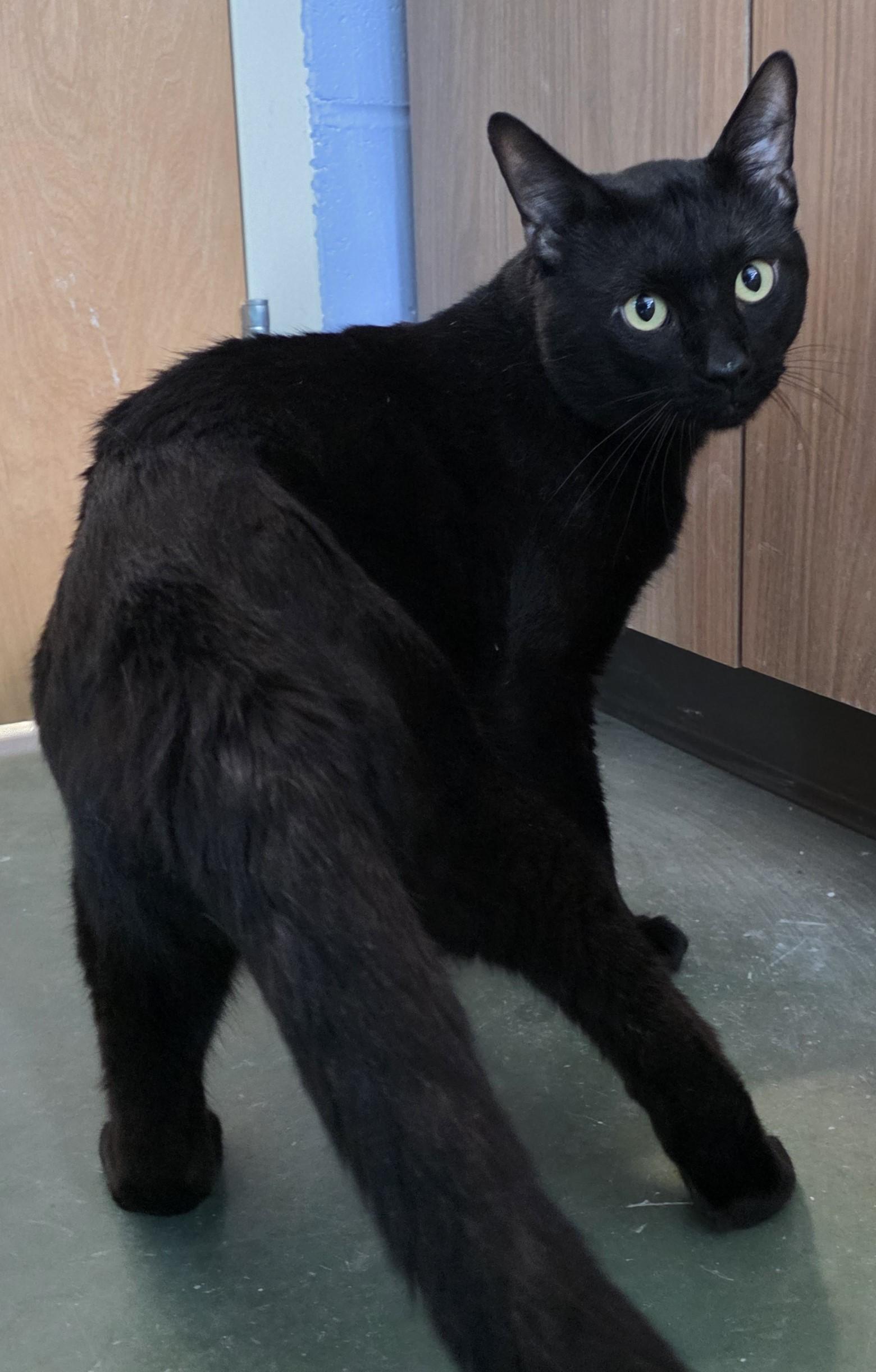 LOKI