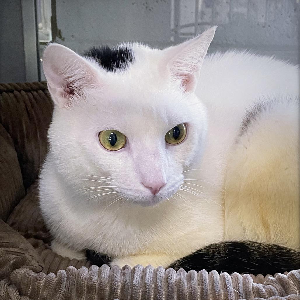 Skelly, Adoptable, Young Male Domestic Short Hair.