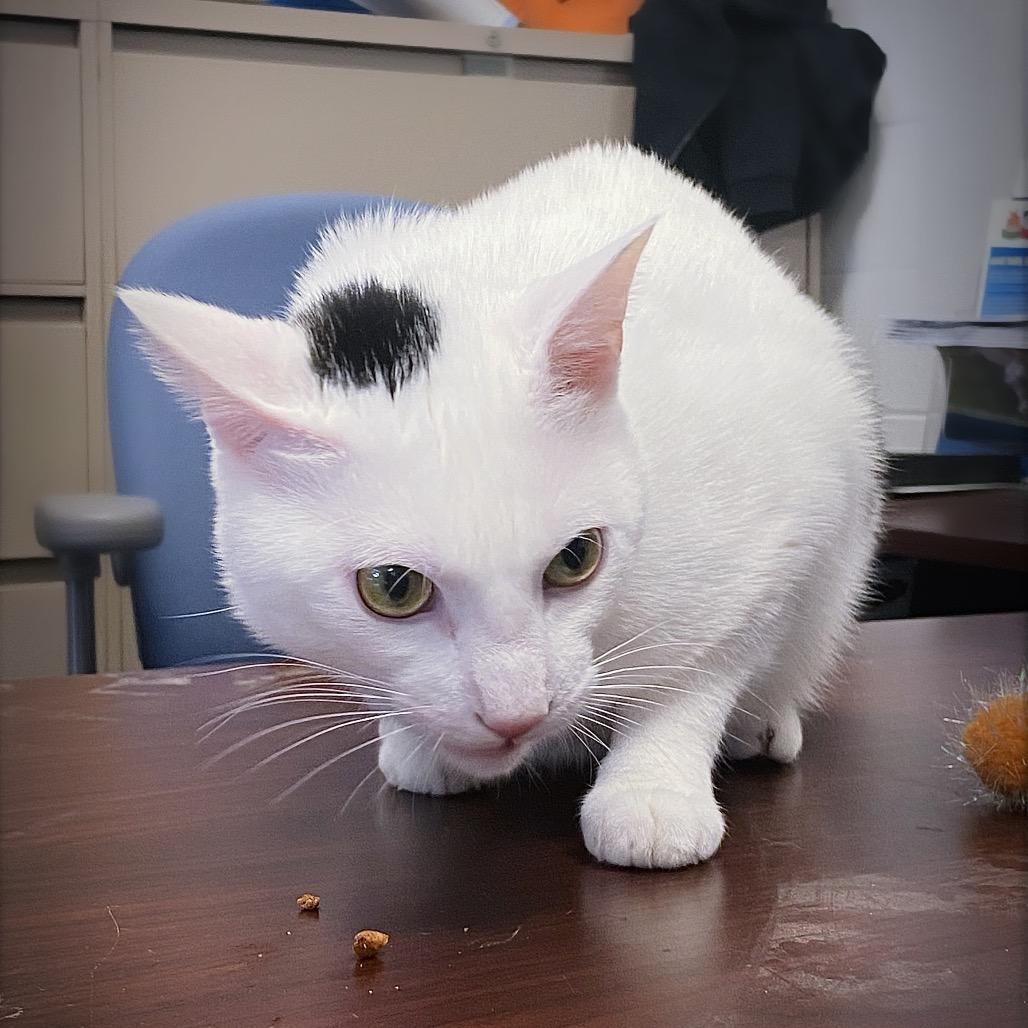 Enlarge Skelly, a Adoptable Domestic Short Hair in Huntsville, AL image 2/6