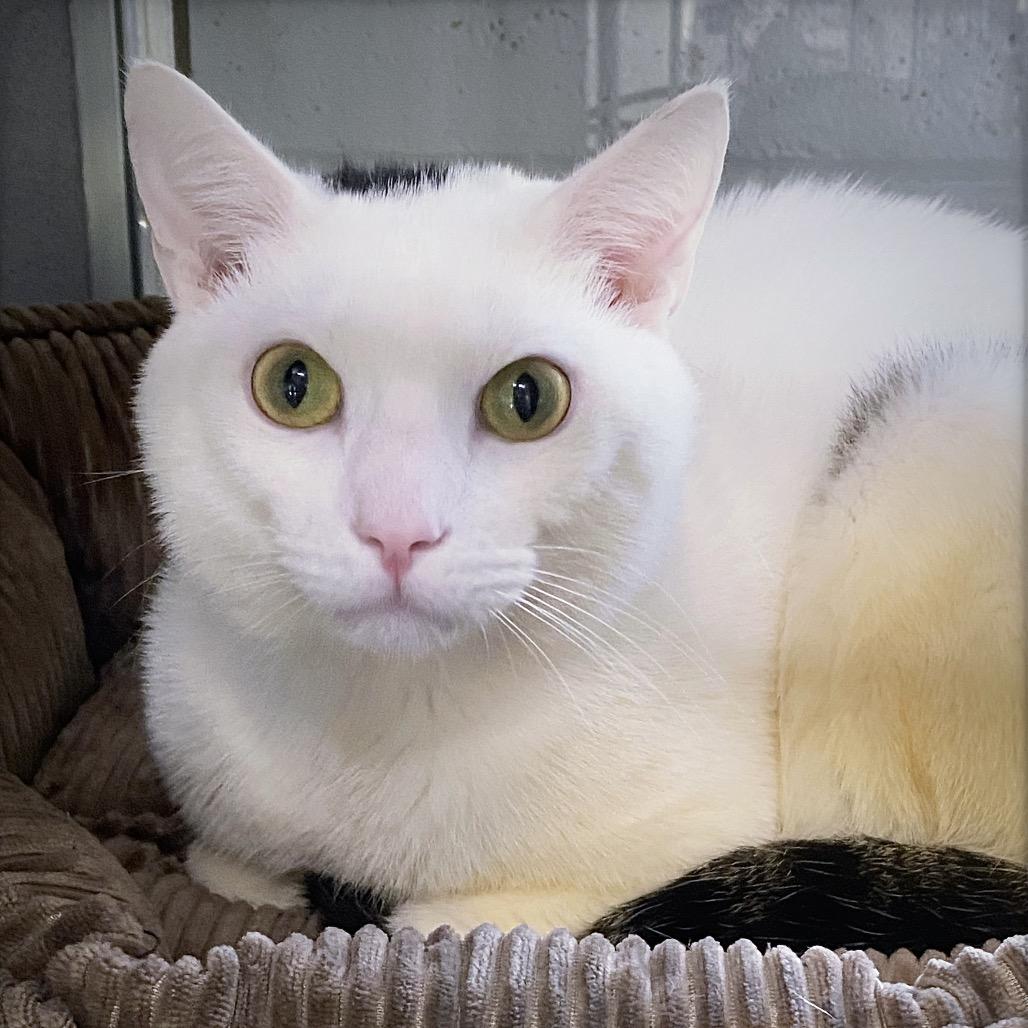 Enlarge Skelly, a Adoptable Domestic Short Hair in Huntsville, AL image 2/4