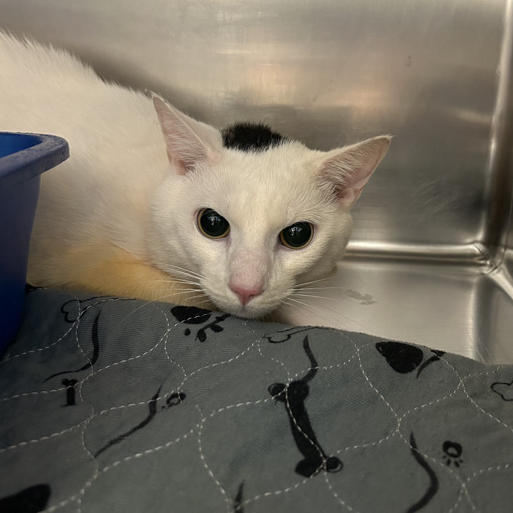 Enlarge Skelly, a Adoptable Domestic Short Hair in Huntsville, AL image 3/4