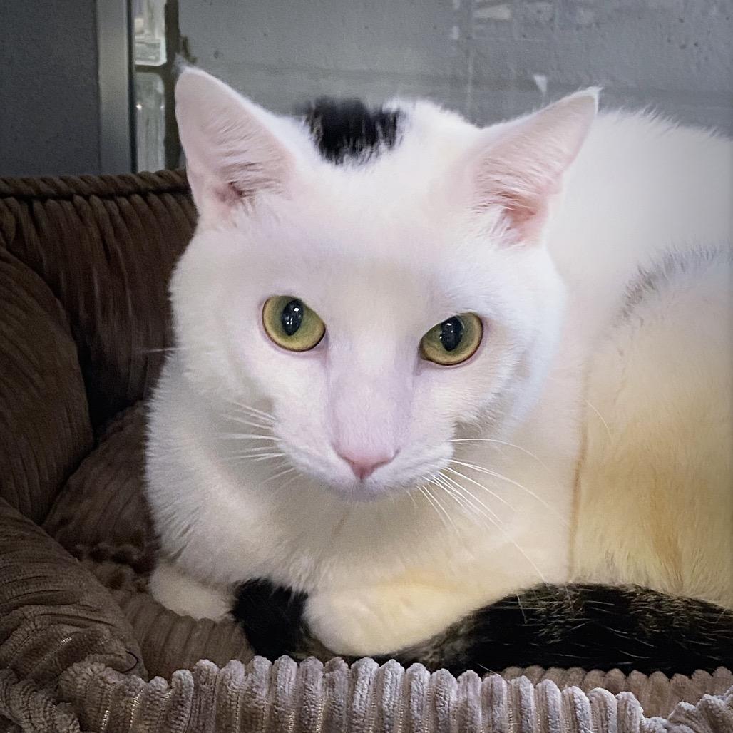 Enlarge Skelly, a Adoptable Domestic Short Hair in Huntsville, AL image 4/4