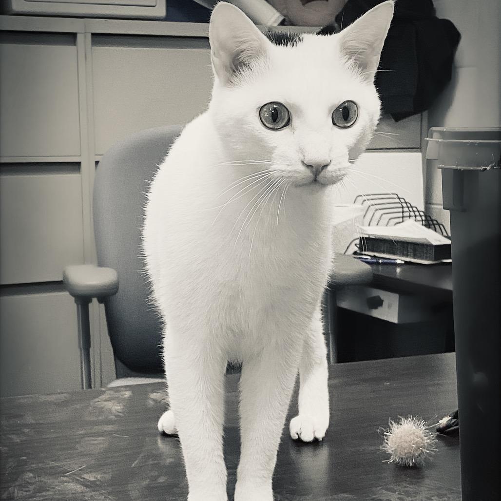 Enlarge Skelly, a Adoptable Domestic Short Hair in Huntsville, AL image 6/6