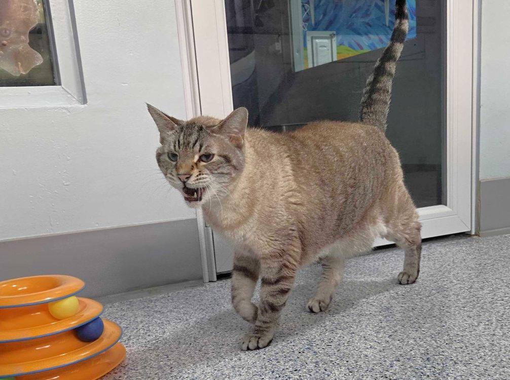 Enlarge Linus, a Adoptable Domestic Short Hair in Colorado Springs, CO image 2/3