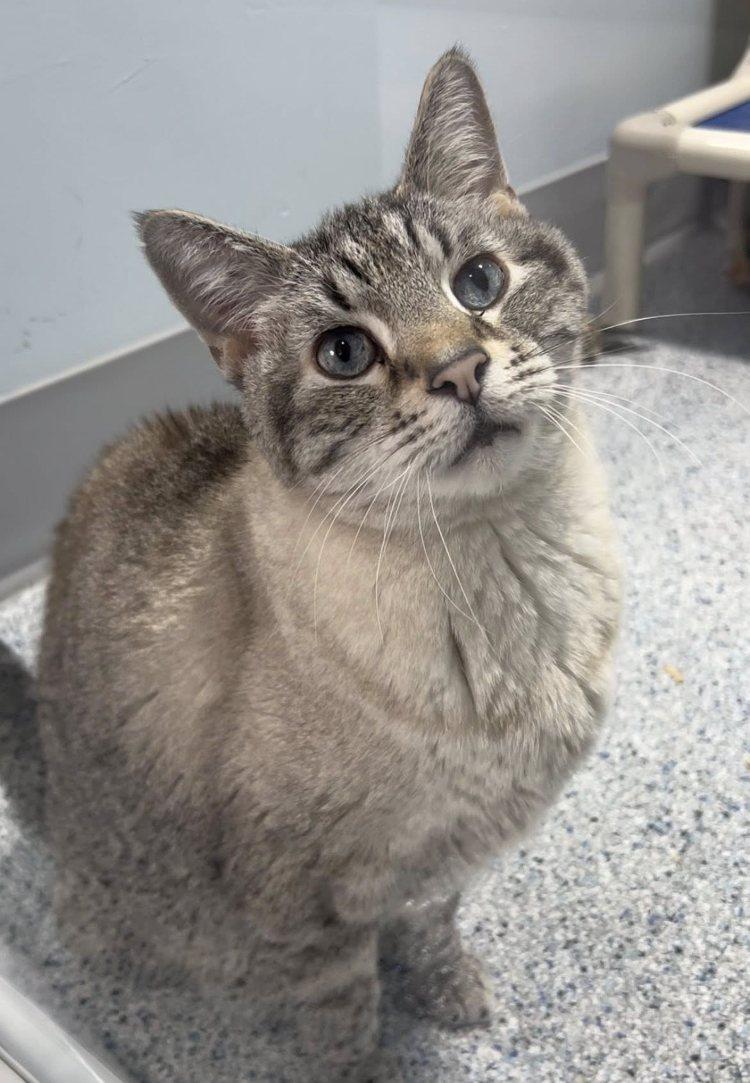 Linus, Adoptable, Senior Male Domestic Short Hair.