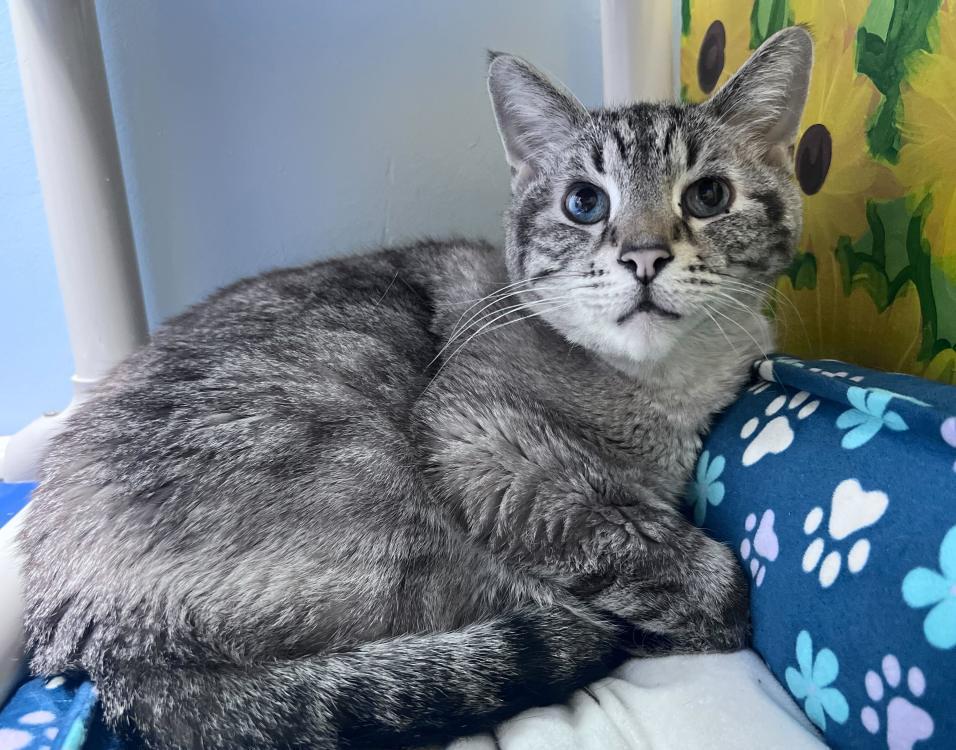 Linus, Adoptable, Senior Male Domestic Short Hair.