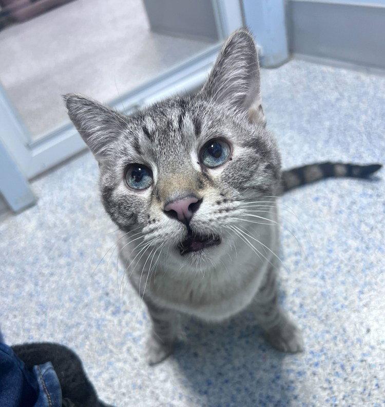 Enlarge Linus, a Adoptable Domestic Short Hair in Colorado Springs, CO image 2/2