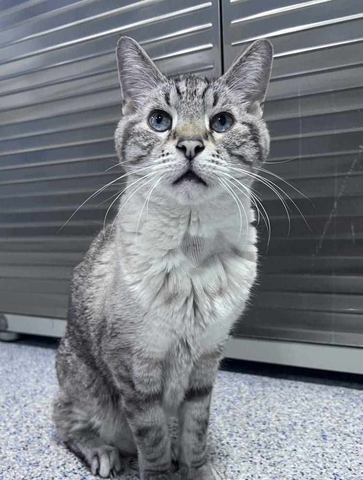 Enlarge Linus, a Adoptable Domestic Short Hair in Colorado Springs, CO image 3/3