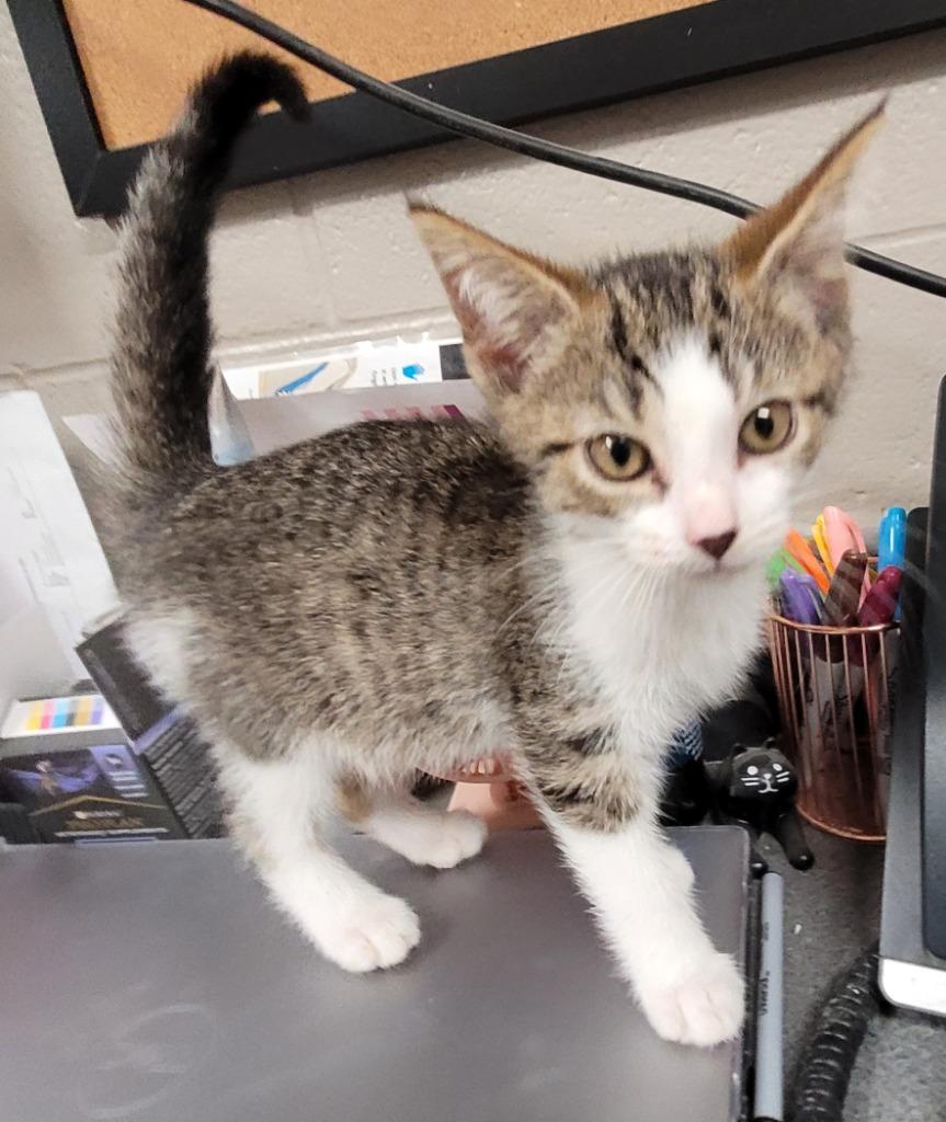Norma, Adoptable, Kitten Female Domestic Short Hair.