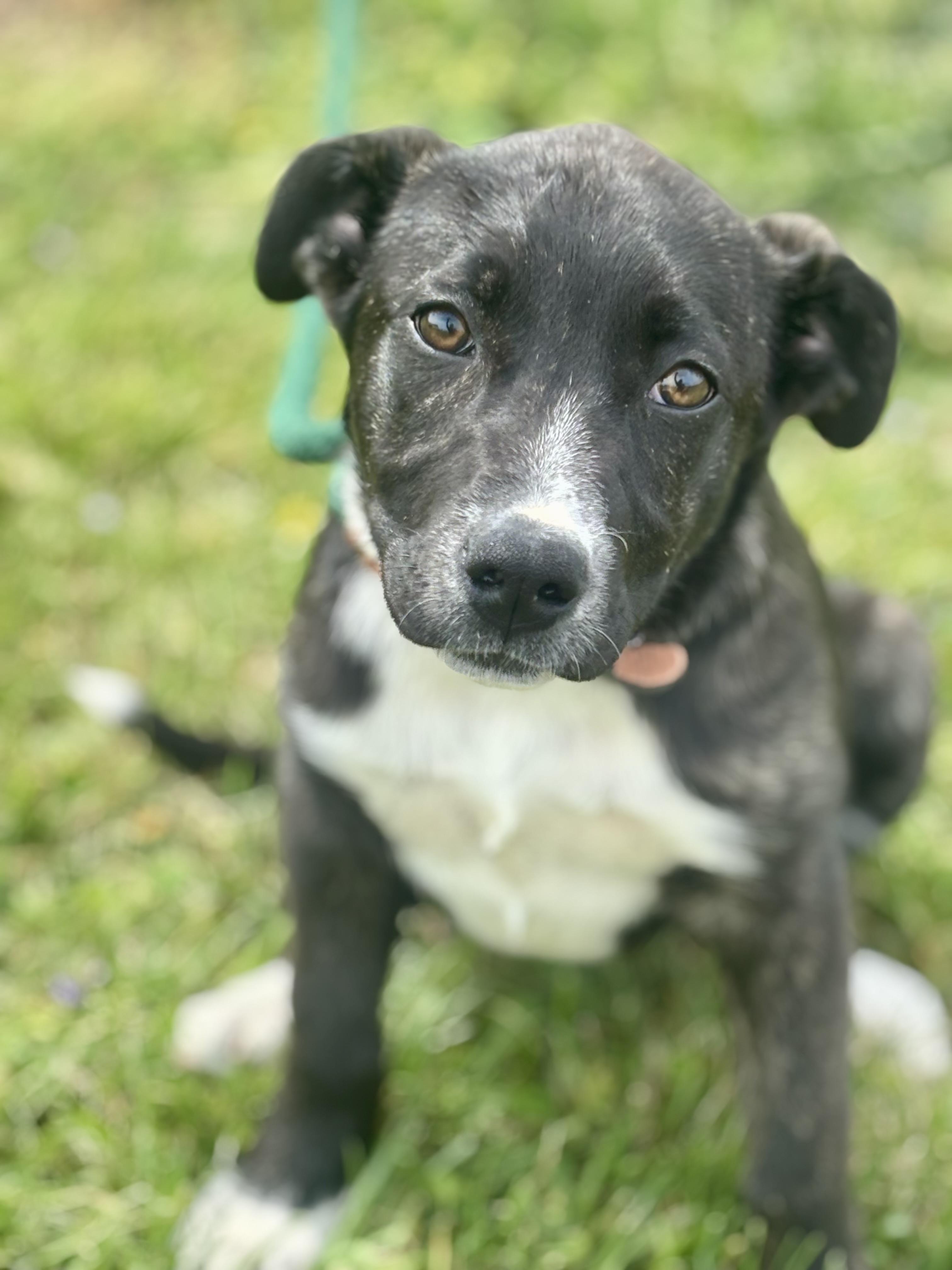 Enlarge Willow, an adopted Mixed Breed in Franklin, KY image 2/6