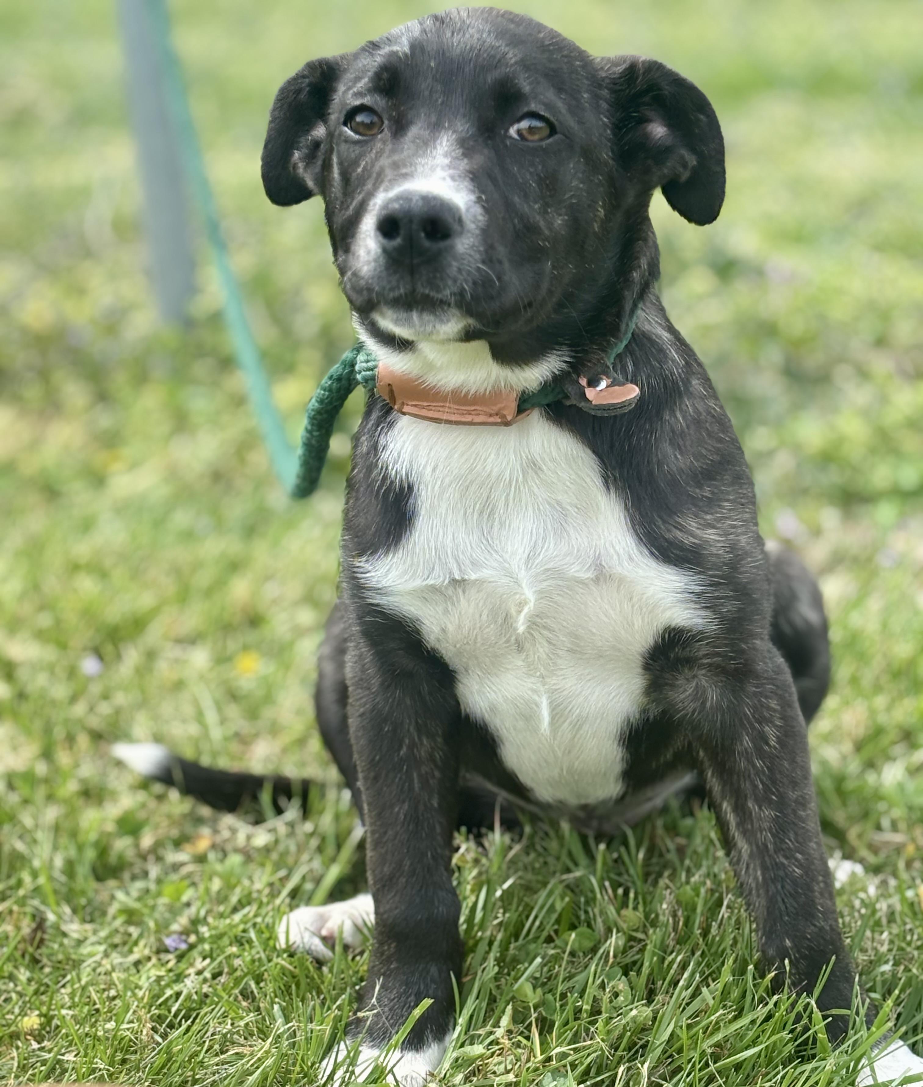 Enlarge Willow, an adopted Mixed Breed in Franklin, KY image 6/6