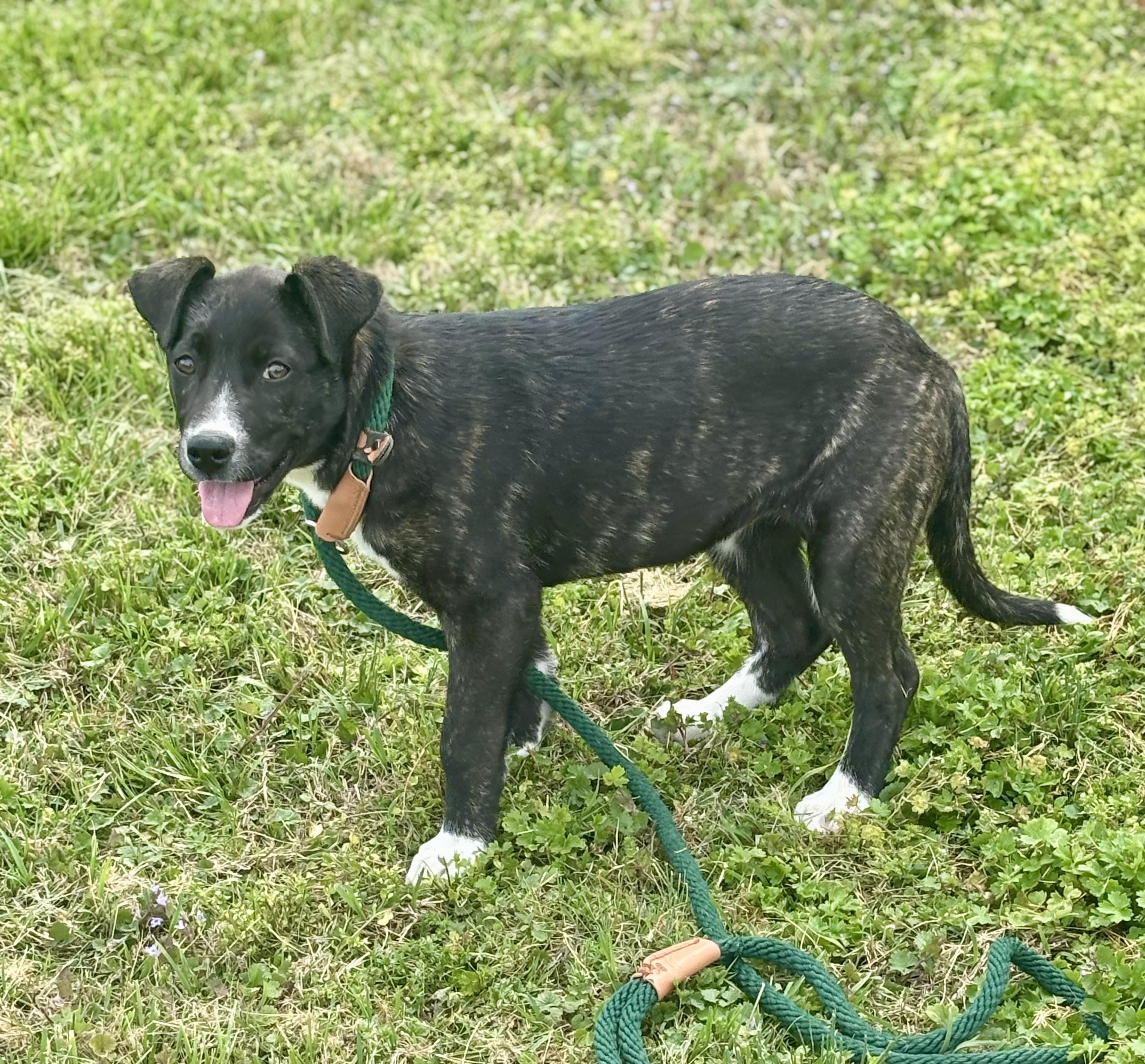 Enlarge Willow, an adopted Mixed Breed in Franklin, KY image 4/6
