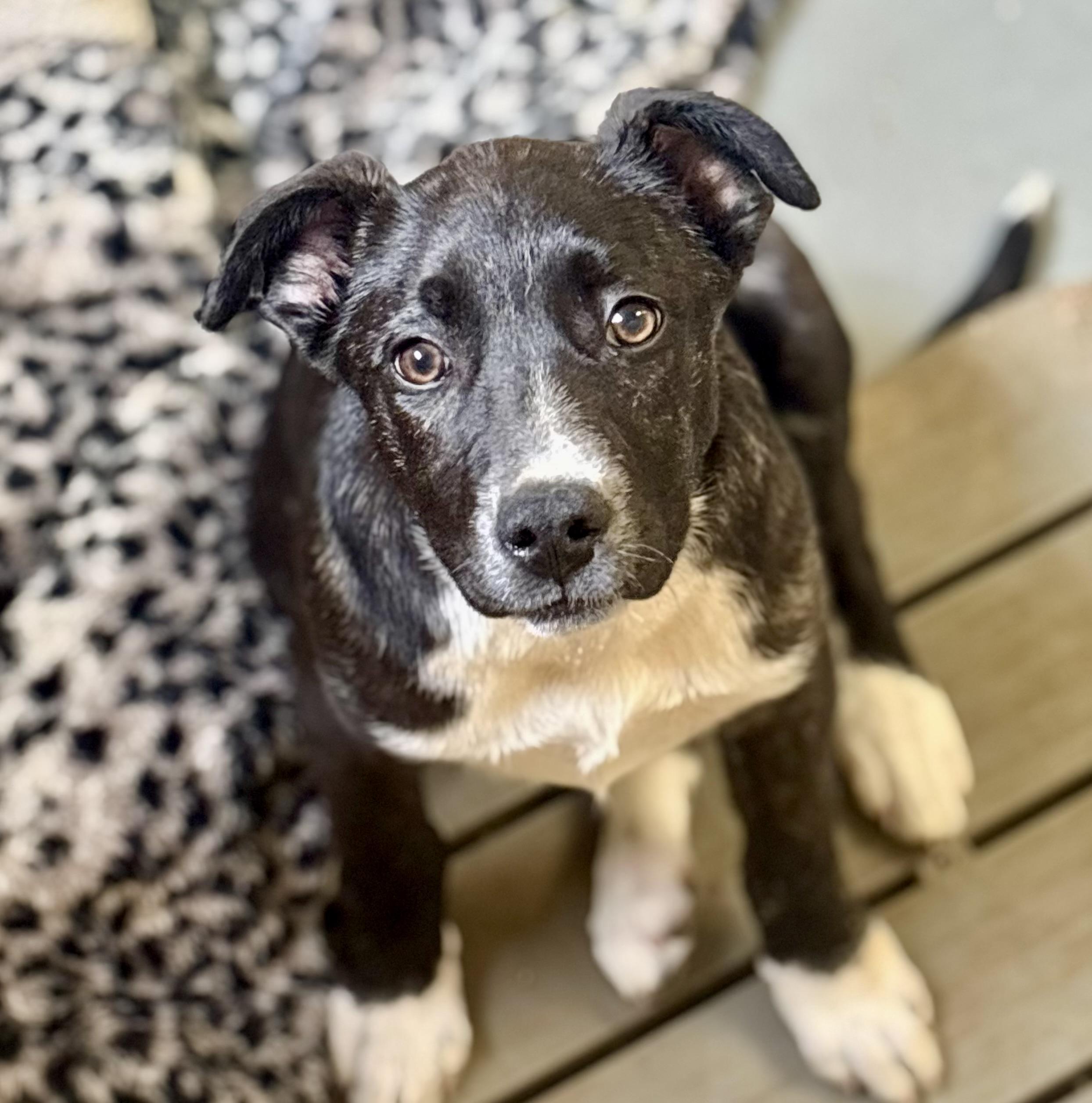 Enlarge Willow, an adopted Mixed Breed in Franklin, KY image 5/6