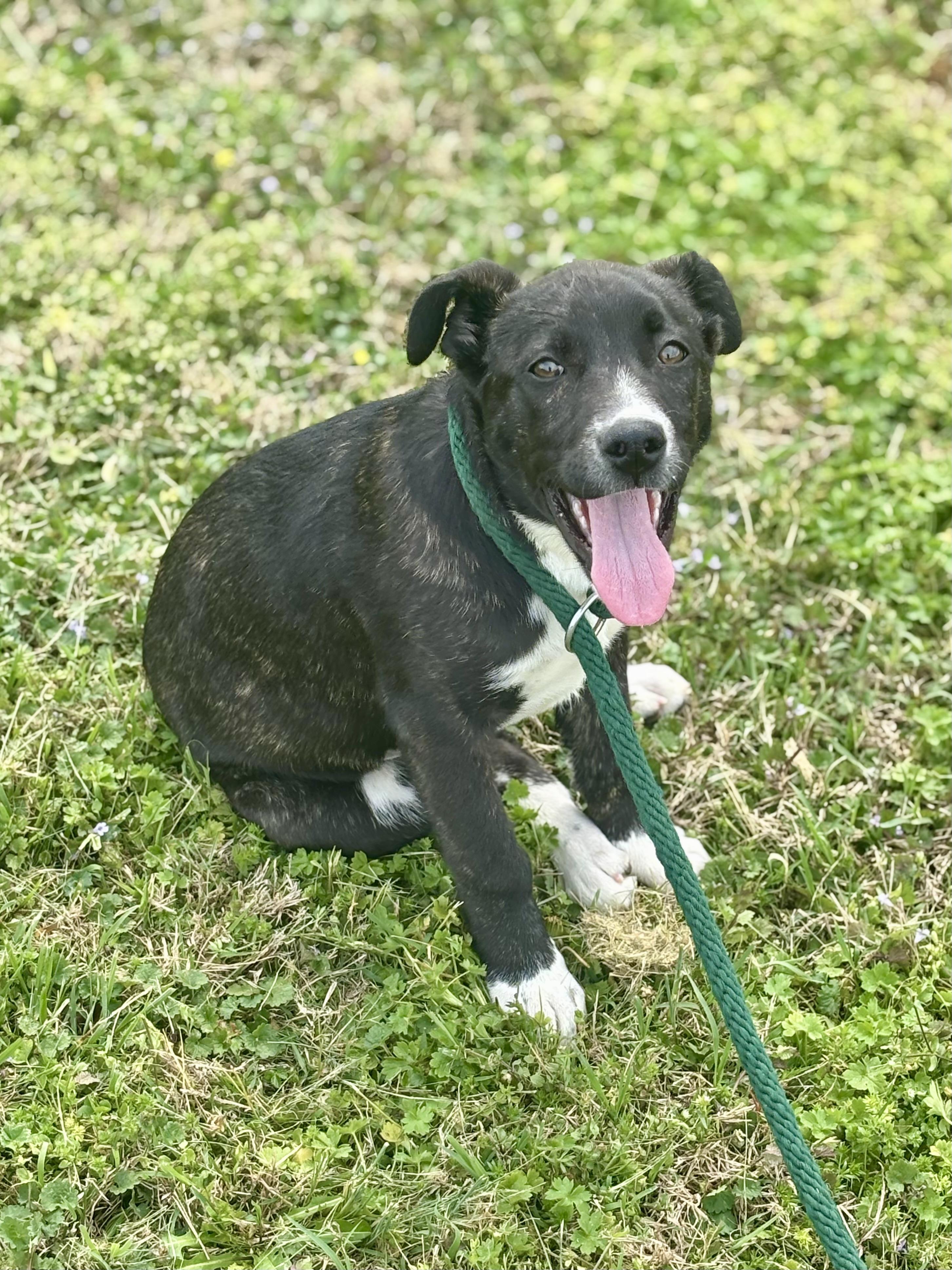 Enlarge Willow, an adopted Mixed Breed in Franklin, KY image 3/6