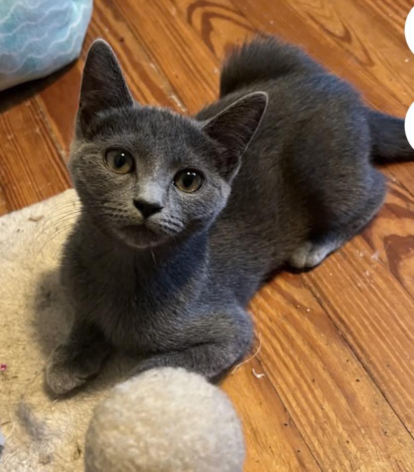 Vortex, Adoptable, Kitten Female Domestic Short Hair.