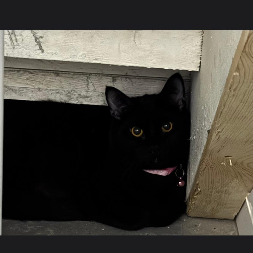 Jessie, Adoptable, Young Female Domestic Short Hair.