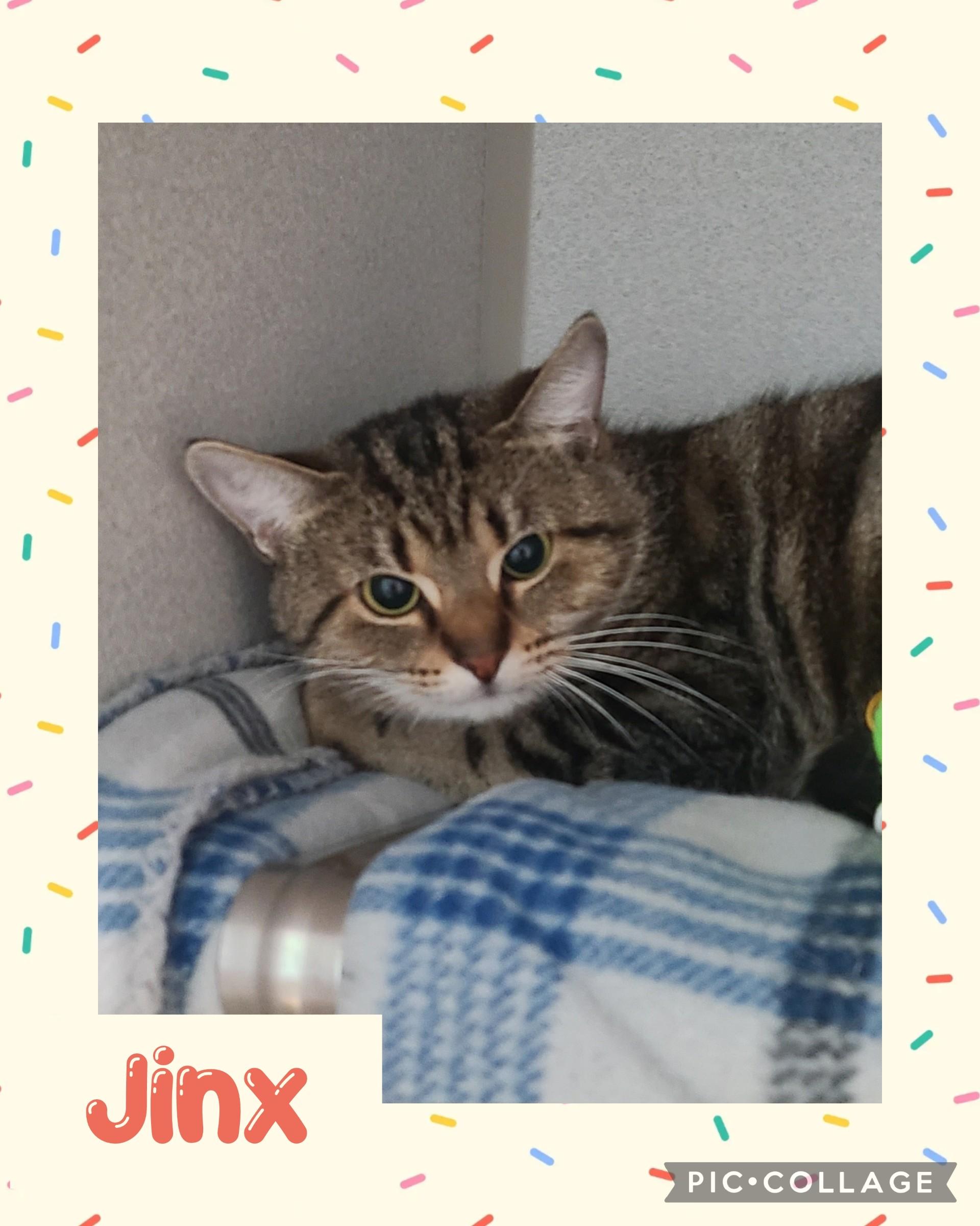 Jinx, an adoptable Domestic Short Hair in Iron River, MI, 49935 | Photo Image 1