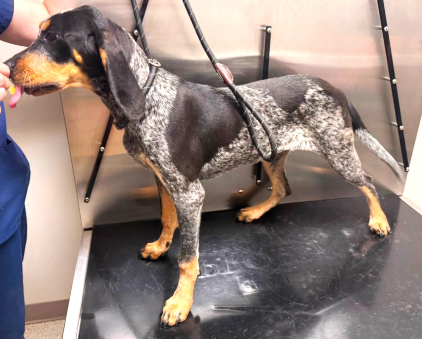 Petal (AL), an adopted Bluetick Coonhound in Mobile, AL image 2/4