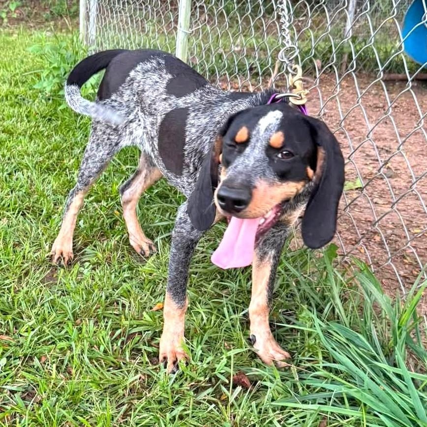 Petal (AL), an adopted Bluetick Coonhound in Mobile, AL image 1/4