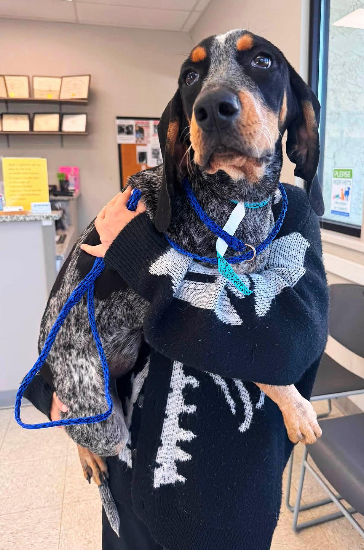 Petal (AL), an adopted Bluetick Coonhound in Mobile, AL image 3/4
