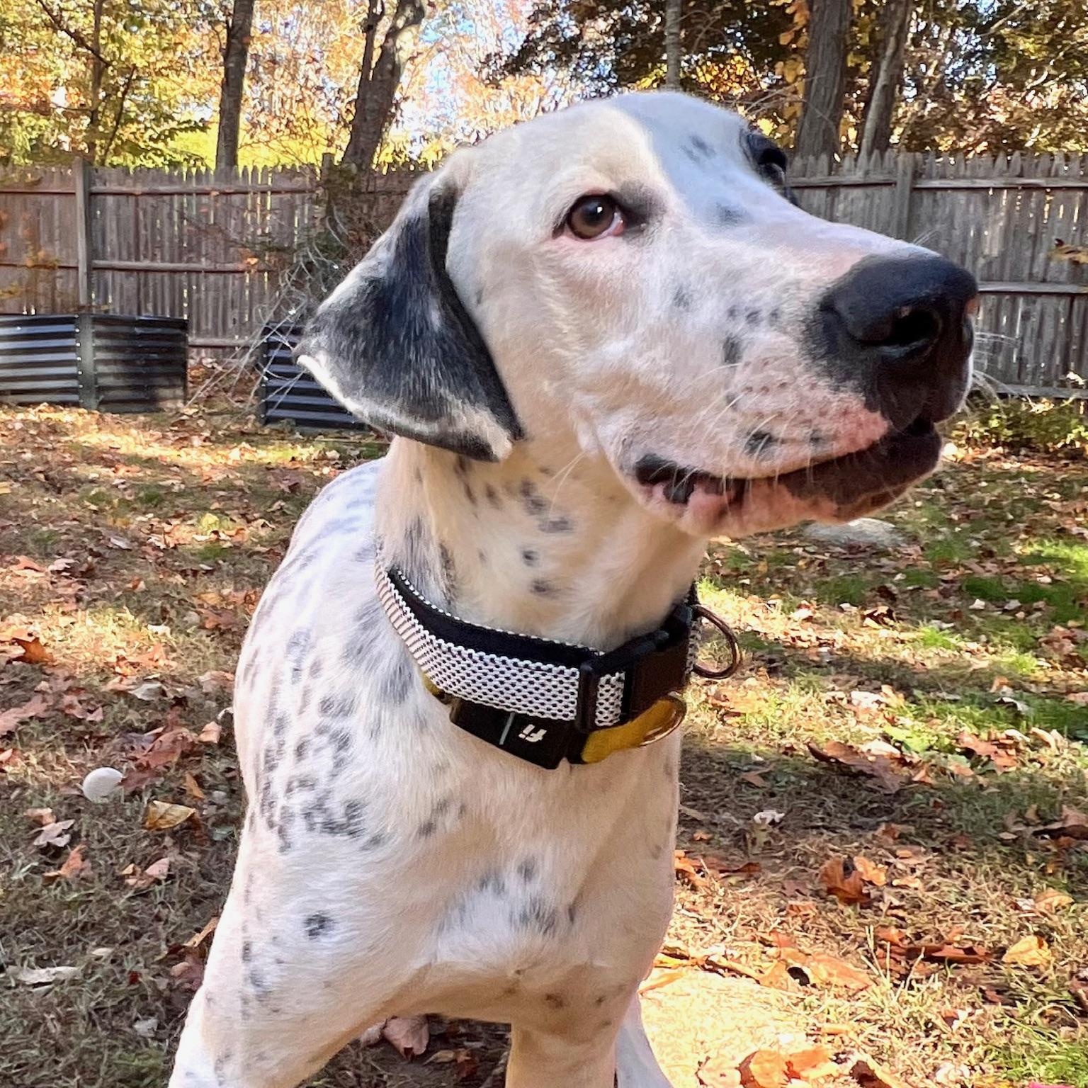 Enlarge Vinnie: So handsome and would love a sibling , a Adoptable mixed breed in Tampa, FL image 2/6