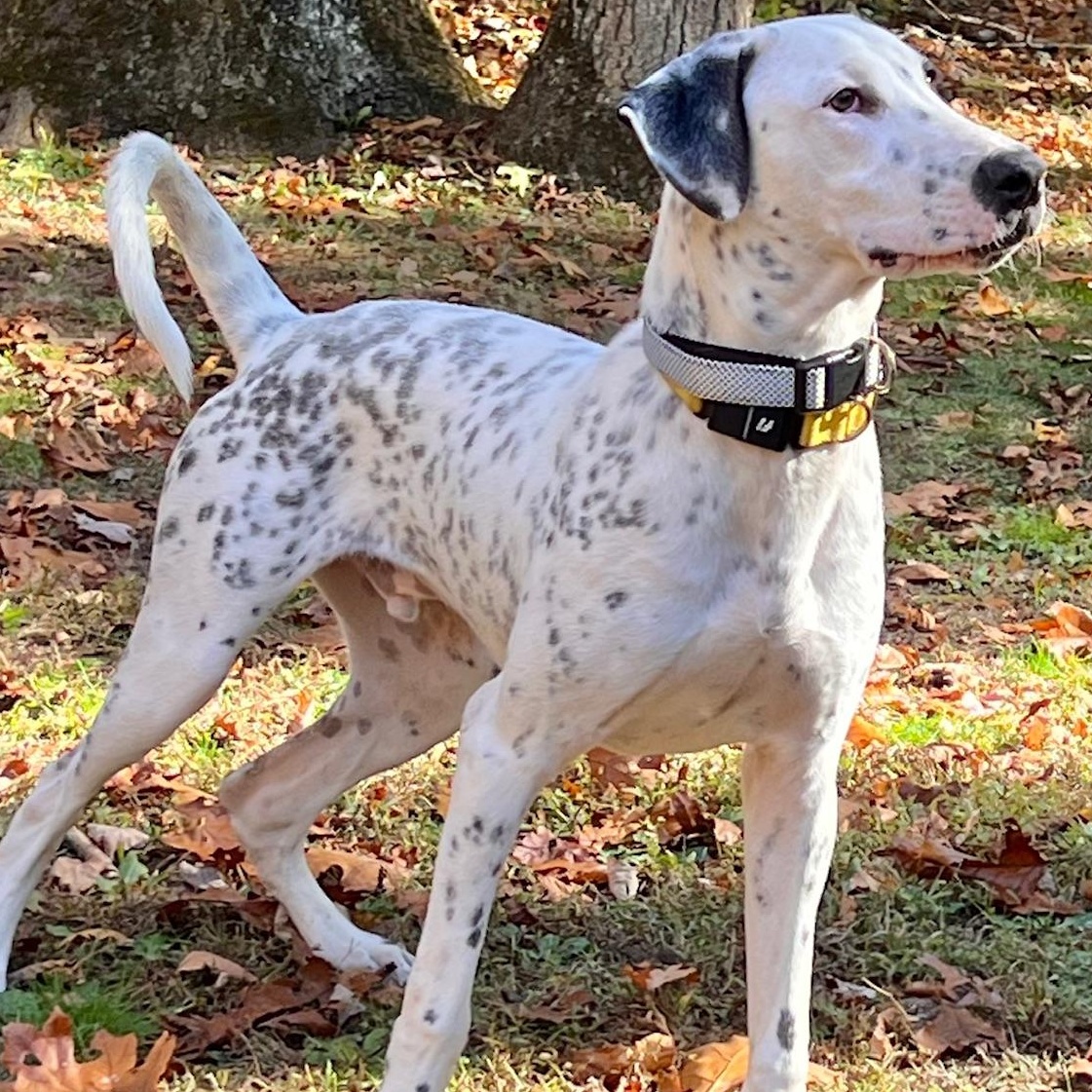 Enlarge Vinnie: So handsome and would love a sibling , a Adoptable mixed breed in Tampa, FL image 1/6