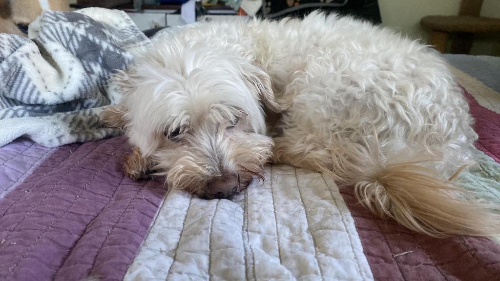 Willie, Adoptable, Senior Male Havanese.