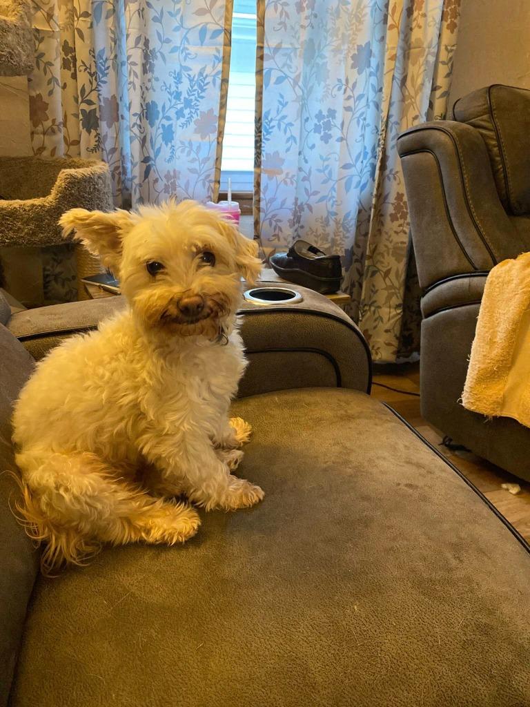 Willie, a Adoptable Havanese in Fond Du Lac, WI image 2/4
