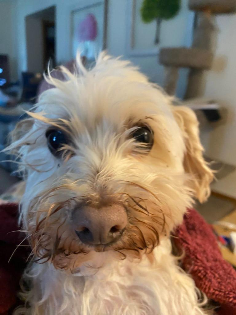 Willie, a Adoptable Havanese in Fond Du Lac, WI image 3/4