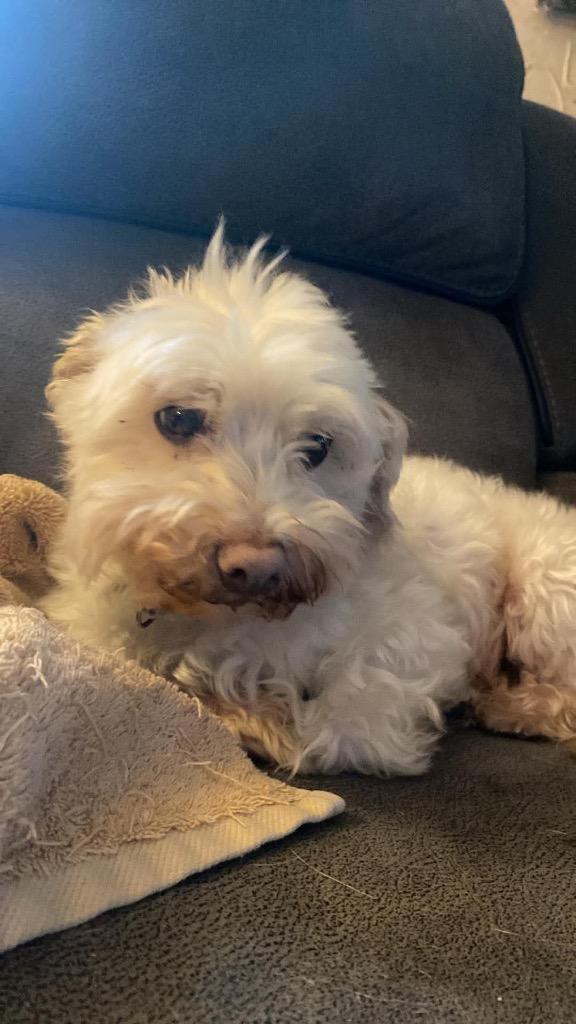 Willie, a Adoptable Havanese in Fond Du Lac, WI image 4/4