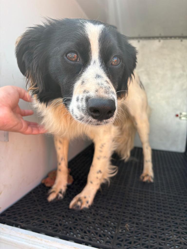 Koda, Adoptable, Young Male Collie.