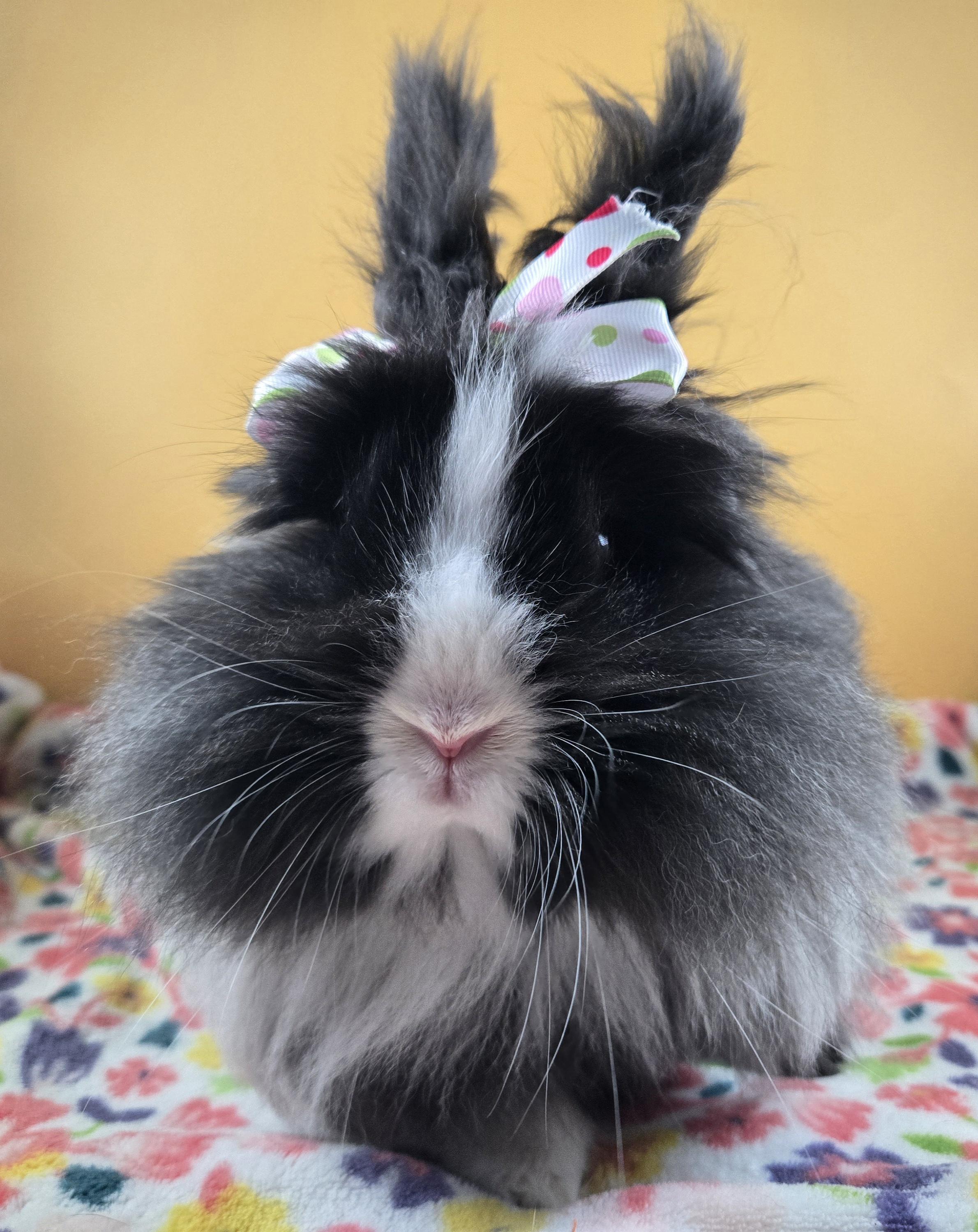 Enlarge Lovebug , a ADOPTABLE Lionhead in San Antonio, TX image 1/4