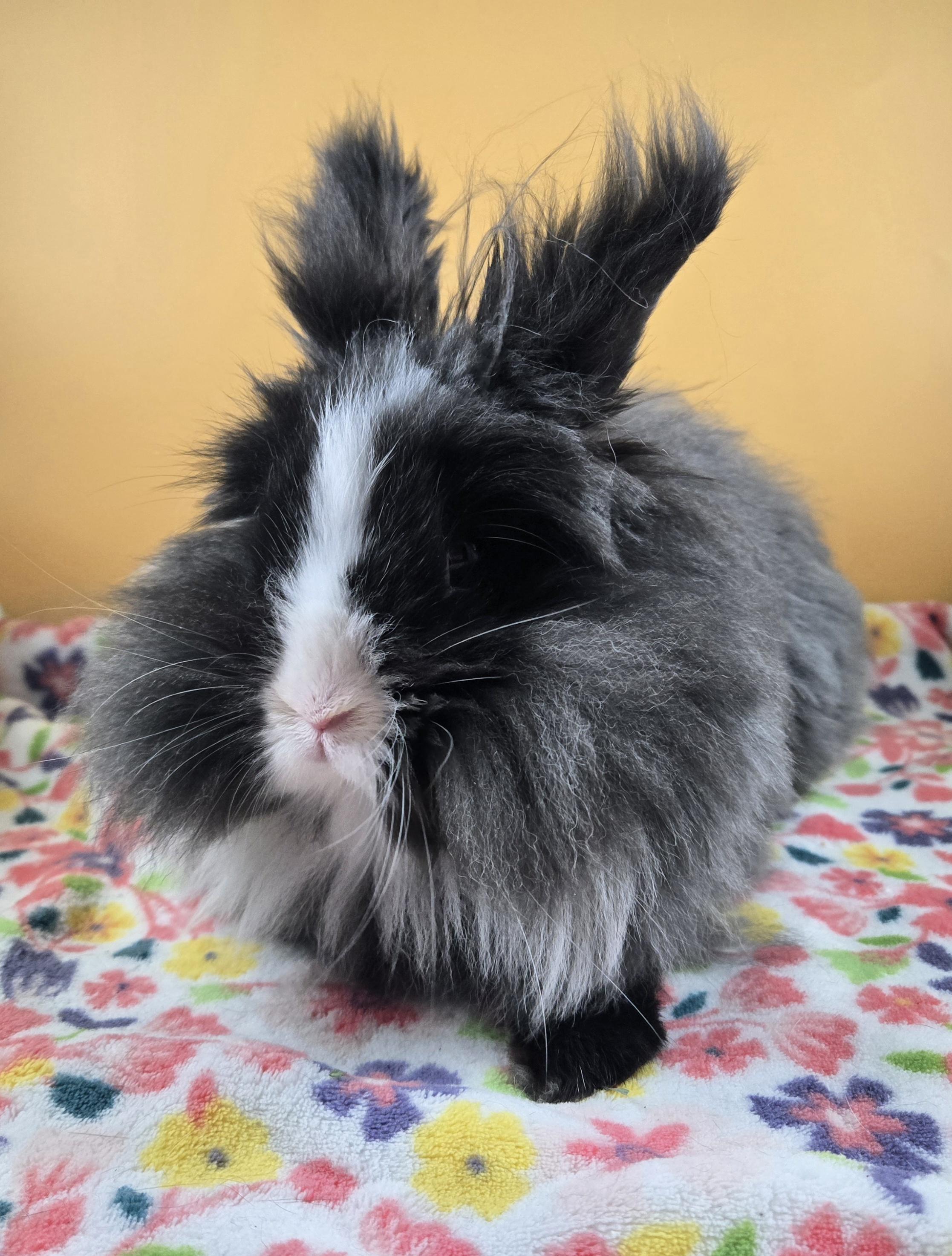 Enlarge Lovebug , a ADOPTABLE Lionhead in San Antonio, TX image 2/4