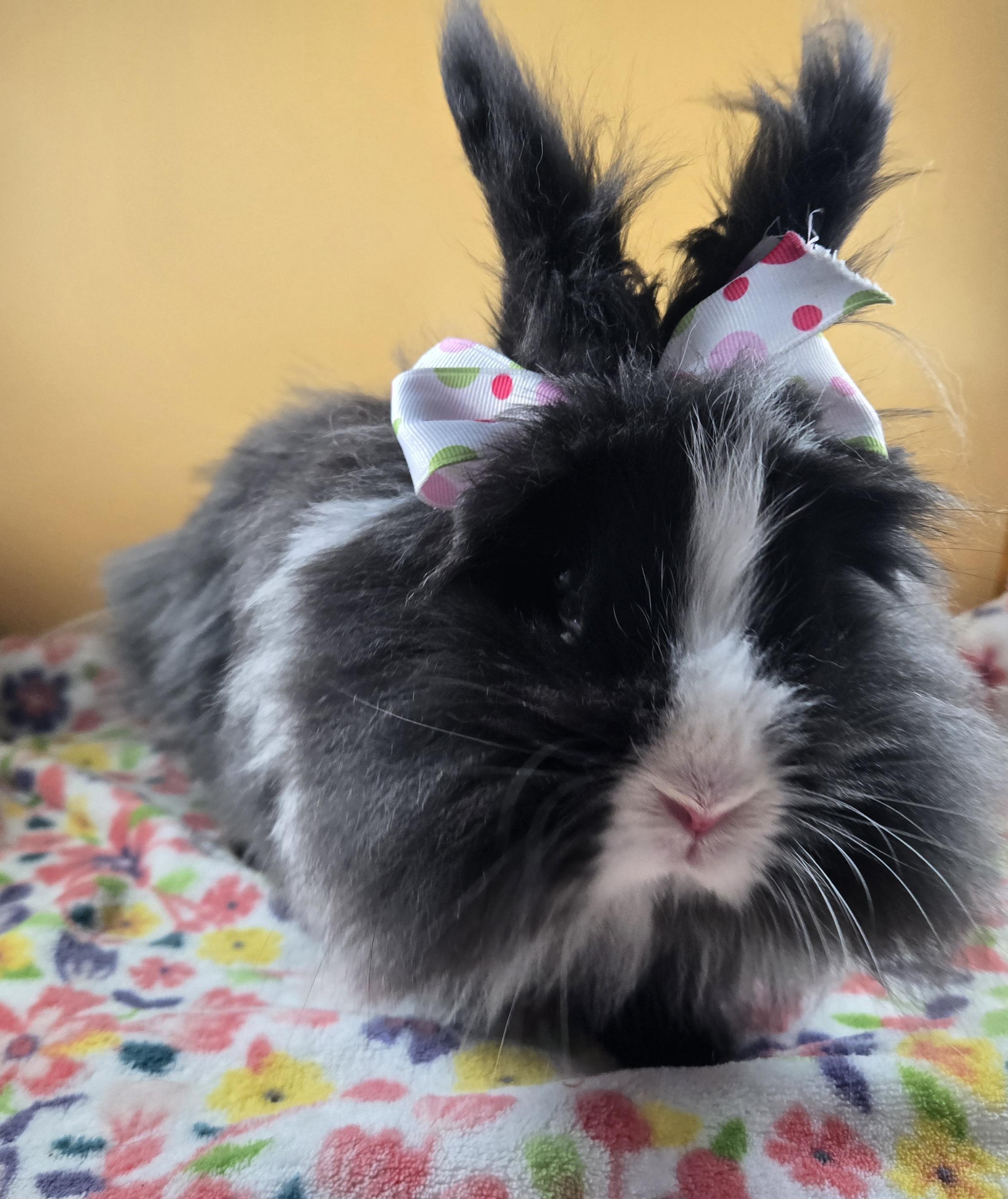 Enlarge Lovebug , a ADOPTABLE Lionhead in San Antonio, TX image 3/4