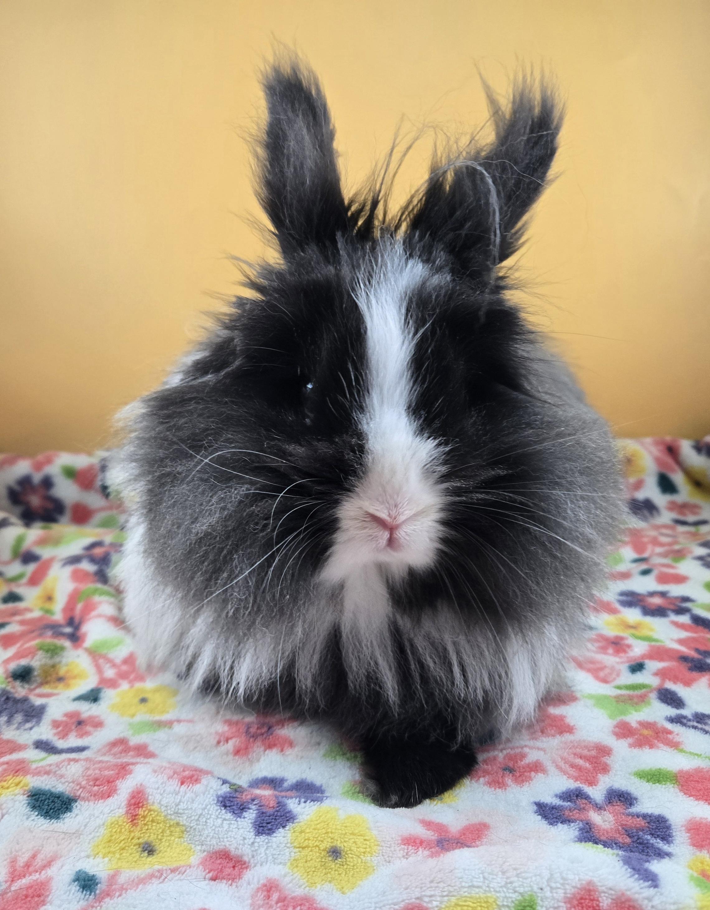 Enlarge Lovebug , a ADOPTABLE Lionhead in San Antonio, TX image 4/4