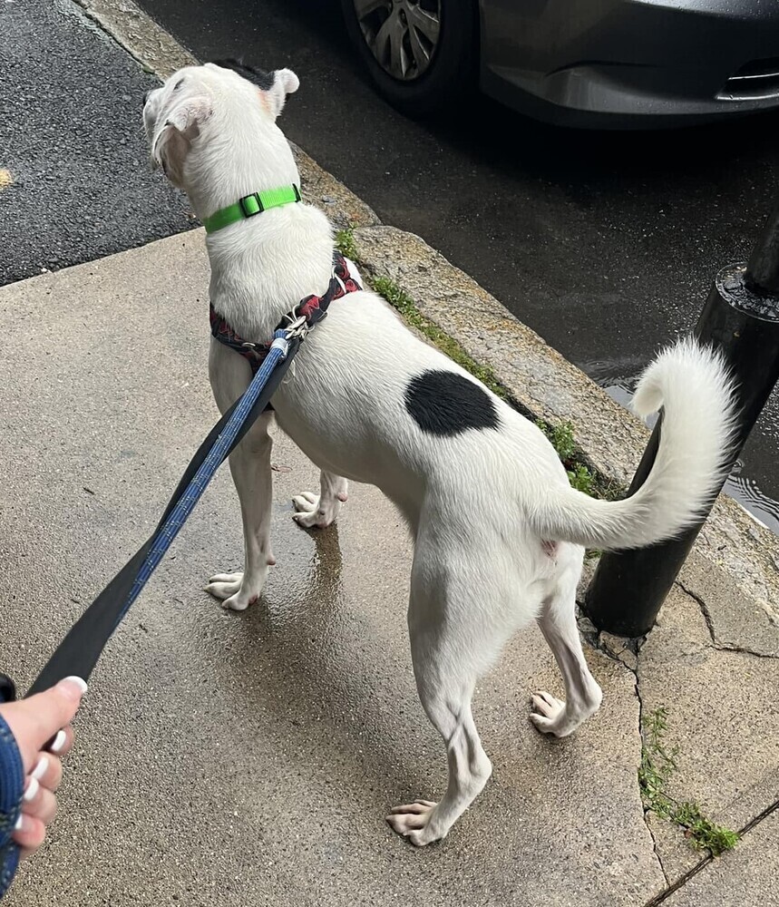 Moosca NH, a Adoptable mixed breed in West Lebanon, NH image 3/6