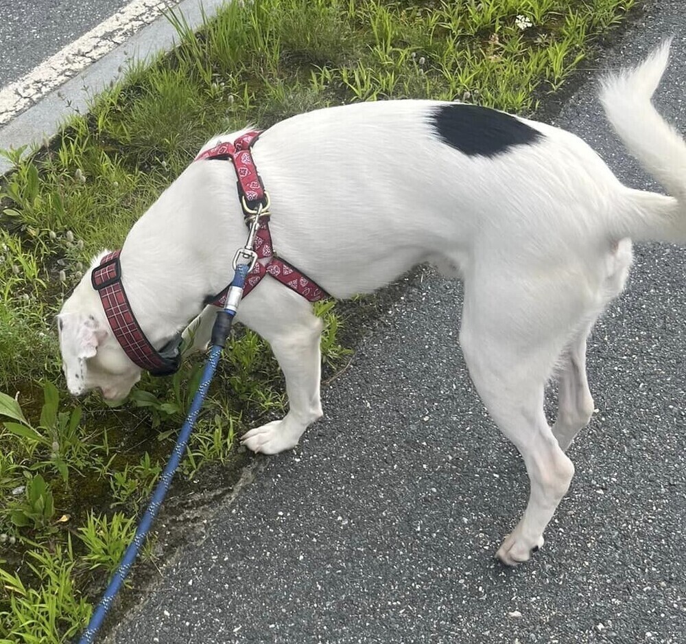 Moosca NH, a Adoptable mixed breed in West Lebanon, NH image 5/6