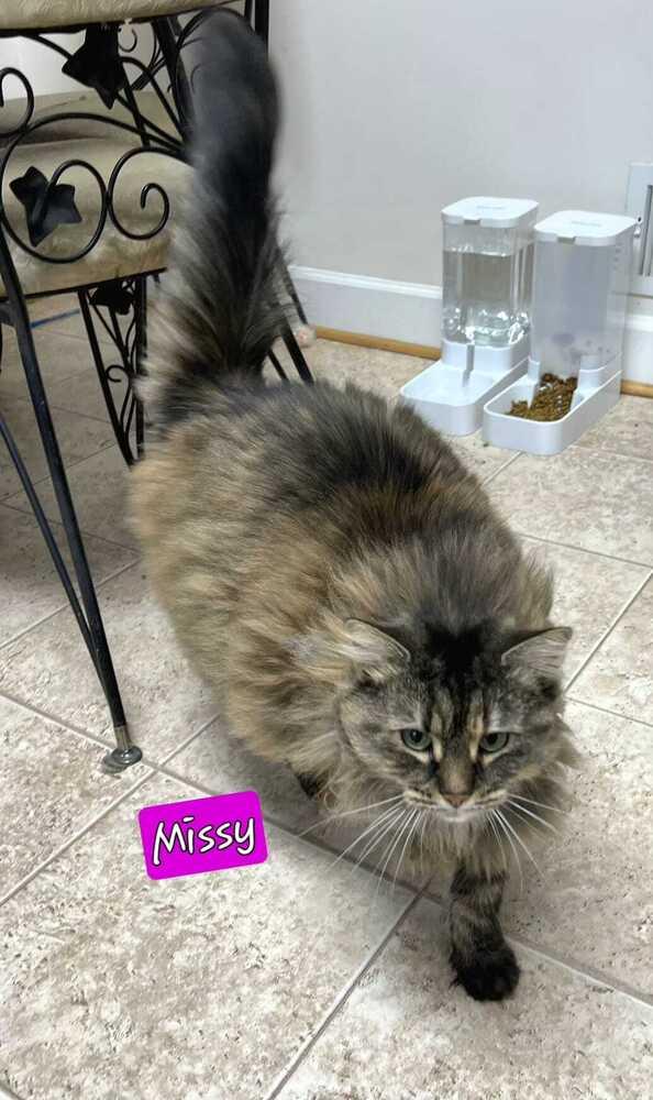 Missy, a Adoptable mixed breed in Jessup, MD image 1/2