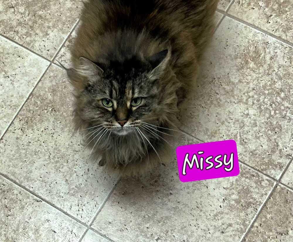 Missy, a Adoptable mixed breed in Jessup, MD image 2/2