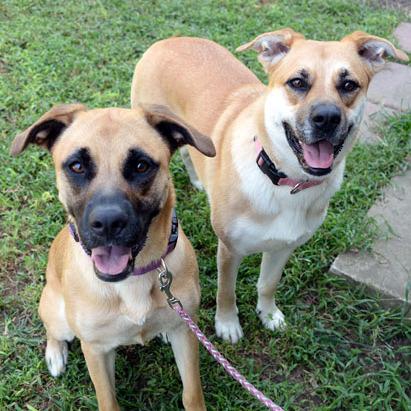 Stella, Adoptable, Adult Female German Shepherd Dog & Boxer.