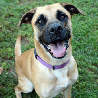 Enlarge Stella, a Adoptable mixed breed in Fort Leavenworth, KS image 2/6