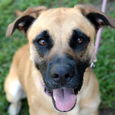Enlarge Stella, a Adoptable mixed breed in Fort Leavenworth, KS image 3/6