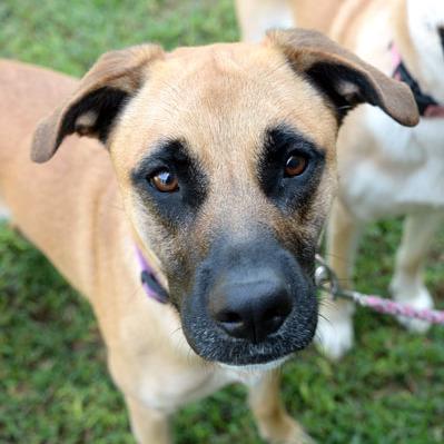 Enlarge Stella, a Adoptable mixed breed in Fort Leavenworth, KS image 4/6