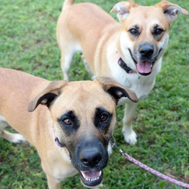 Enlarge Stella, a Adoptable mixed breed in Fort Leavenworth, KS image 5/6