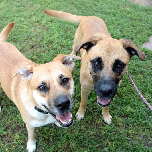 Enlarge Stella, a Adoptable mixed breed in Fort Leavenworth, KS image 6/6